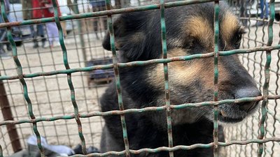 Одеські волонтери евакуювали до Чехії 60 тварин Одеські волонтери евакуювали до Чехії 60 тварин
