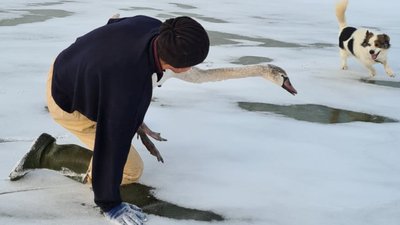 Лебеді і морози. Як пернатих рятують від холоду у Запорізькій області Лебеді і морози. Як пернатих рятують від холоду у Запорізькій області