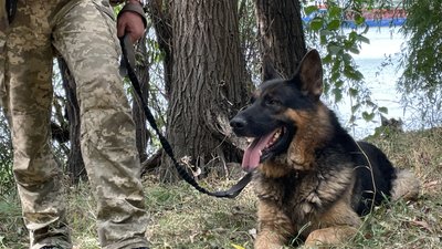 "Собака відчуває твій настрій": як вівчарка Мітчел затримує порушників на Одещині