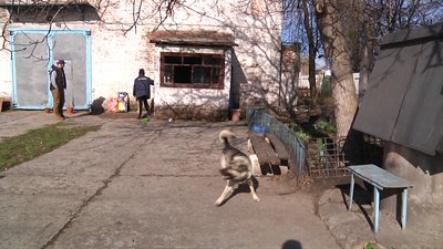 У Житомирі безоплатно роздають корм для вуличних або покинутих котів і собак У Житомирі безоплатно роздають корм для вуличних або покинутих котів і собак