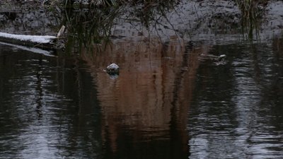 Бобри обгризають дерева у Рівному: чим це загрожує Бобри обгризають дерева у Рівному: чим це загрожує