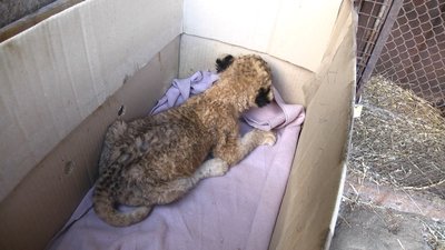 У Хмельницькому народилося левеня