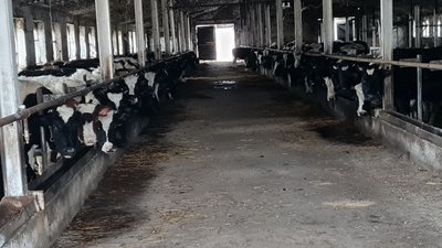 Агрофірма, співвласники, земля, паї, борги, конфлікт, майно, поліція Агрофірма, співвласники, земля, паї, борги, конфлікт, майно, поліція