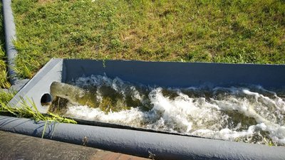 Зариблення Дніпра на Херсонщині: за день випустили у водойму 180 тисяч мальків стерляді Зариблення Дніпра на Херсонщині: за день випустили у водойму 180 тисяч мальків стерляді