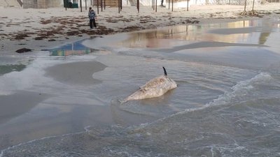 На узбережжі Чорного моря на Херсонщині виявлено тіло дельфіна
