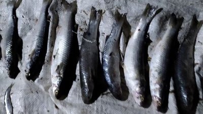 На Херсонщині водні поліцейські виявили браконьєрів На Херсонщині водні поліцейські виявили браконьєрів