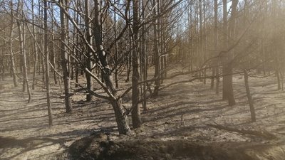 Через підпал сміттєзвалища на Волині згоріло п'ять гектарів самосійного лісу Через підпал сміттєзвалища на Волині згоріло п'ять гектарів самосійного лісу