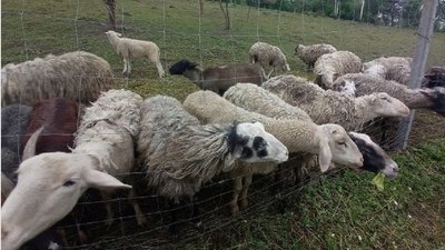 Тонна молока в день. Як соціальна ферма на Львівщині робить сир і допомагає дітям з інвалідністю Тонна молока в день. Як соціальна ферма на Львівщині робить сир і допомагає дітям з інвалідністю