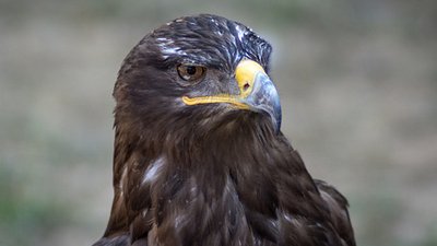 Через війну в Україні хижі птахи змінили маршрут міграції