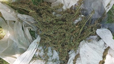 На Херсонщині у чоловіка у теплиці знайшли 50 кущів коноплі та 2,5 кг маріхуани На Херсонщині у чоловіка у теплиці знайшли 50 кущів коноплі та 2,5 кг маріхуани