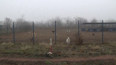 Притулок для тварин Одеса