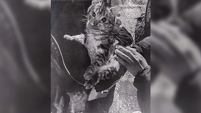 Забирав тварин та калічив. В Енергодарі волонтери заявили до поліції про факт знущання над тваринами