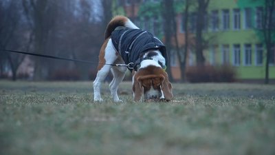 Чи кусають кліщі взимку. Ветлікар з Кропивницького Чи кусають кліщі взимку. Ветлікар з Кропивницького