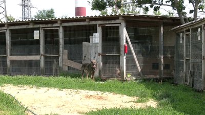 Евакуйованим з Херсонщини тваринам шукають господарів на Рівненщині Евакуйованим з Херсонщини тваринам шукають господарів на Рівненщині