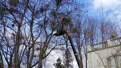 Комунальники обрізають дерева