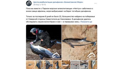 В окупованому Криму масово гинуть дельфіни В окупованому Криму масово гинуть дельфіни