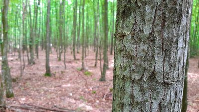 День працівника лісу. Кілька фактів про ліси Рівненщини, яких ви могли не знати