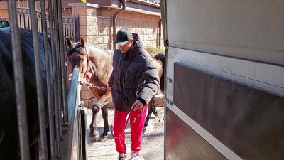 Розстріляні коні у Бучі: як шукали та рятували вцілілих Розстріляні коні у Бучі: як шукали та рятували вцілілих