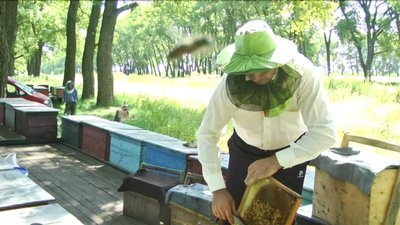 На Вінниччині пасічники збирають мед: що кажуть про врожай