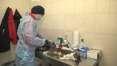 Стерилізація кішки Стерилізація кішки