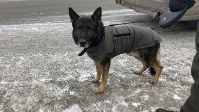 собаки нацгвардія собаки нацгвардія