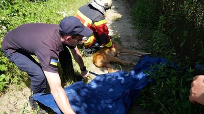 Тікала від собак та врізалась у паркан: у Запоріжжі співробітники ДСНС врятували косулю Тікала від собак та врізалась у паркан: у Запоріжжі співробітники ДСНС врятували косулю