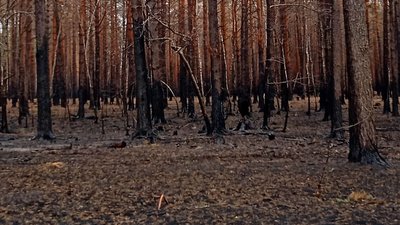 На Житомирщині на місці лісової пожежі висадили тисячу сіянців сосни На Житомирщині на місці лісової пожежі висадили тисячу сіянців сосни
