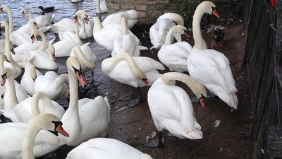 На Херсонщині у Каховському водосховищі оселились червонокнижні лебеді-шипуни