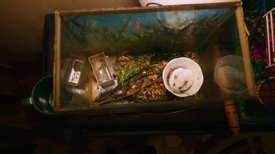 Іванофранківець створив у власній квартирі прихисток для екзотичних тварин