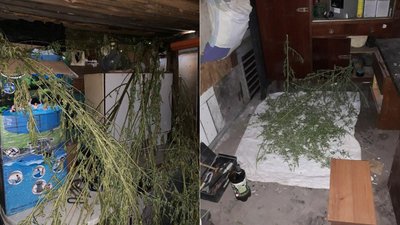 На пів мільйона: черкаські поліцейські виявили посіви коноплі На пів мільйона: черкаські поліцейські виявили посіви коноплі