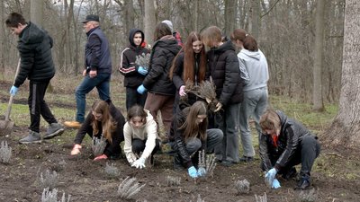 На Вінниччині висадили понад сто кущів лаванди