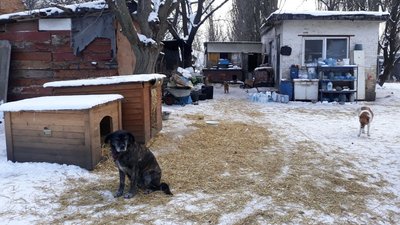 У Новому в притулку для тварин замерзли труби водопостачання. Тваринам бракує води У Новому в притулку для тварин замерзли труби водопостачання. Тваринам бракує води