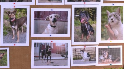 "Дати шанс на нормальне життя": у Рівному зоозахисники створили фотовиставку безпритульних тварин "Дати шанс на нормальне життя": у Рівному зоозахисники створили фотовиставку безпритульних тварин