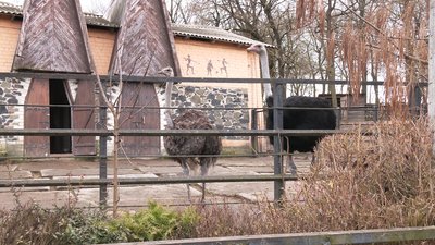 Рівненський зоопарк шукає волонтерів на вихідні та святкові дні Рівненський зоопарк шукає волонтерів на вихідні та святкові дні
