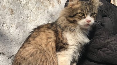 "Котиків шкода". На території Одеського жіночого монастиря облаштували притулок для тварин "Котиків шкода". На території Одеського жіночого монастиря облаштували притулок для тварин