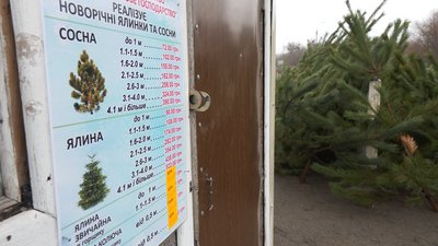У розсаднику Смілянського лісництва вирощують понад дві сотні святкових дерев У розсаднику Смілянського лісництва вирощують понад дві сотні святкових дерев