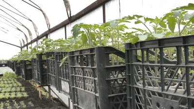 Вирощує овочі та зелень: на Черкащині переселенка з Донеччини продовжує сімейну справу Вирощує овочі та зелень: на Черкащині переселенка з Донеччини продовжує сімейну справу