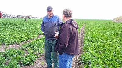 Посівні площі на Сумщині зменшаться на 1,7 тисячі гектарів