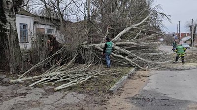 Херсон, негода, погода, вітер, природа, дерева