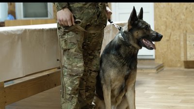 Вівчарка Бодо з Чернівців шукає вибухівку на деокупованих територіях