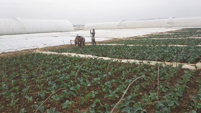 Дмитро Трухонь із Заріччя вирощує овочі в теплицях Дмитро Трухонь із Заріччя вирощує овочі в теплицях