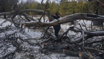 Замість ясенів та сосен – дуби та модрини: на Хмельниччині "замінять" повалені буреломом дерева