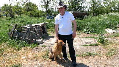 На пасовище з вівцями виходять собаки На пасовище з вівцями виходять собаки