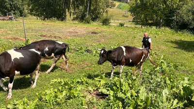 Володимир Дмитрук з коровами, село Людвище Володимир Дмитрук з коровами, село Людвище