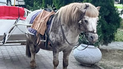 Поліція перевіряє інформацію про можливе жорстоке поводження з поні в Ужгороді
