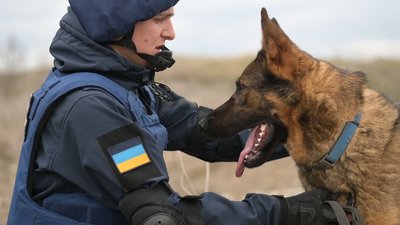 Вівчарка Харті шукає вибухівку, залишену військовими РФ на Сумщині Вівчарка Харті шукає вибухівку, залишену військовими РФ на Сумщині