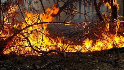 Лісова пожежа у районі Безлюдівки, Харківська область, вересень 2024 року Лісова пожежа у районі Безлюдівки, Харківська область, вересень 2024 року