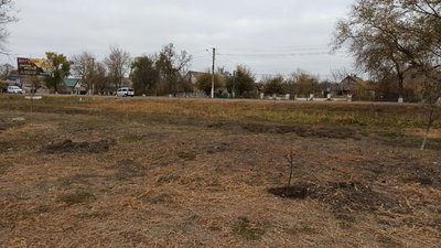 Мер міста на Одещині пропонує нагороду за вандала, який зламав саджанці на алеї Мер міста на Одещині пропонує нагороду за вандала, який зламав саджанці на алеї