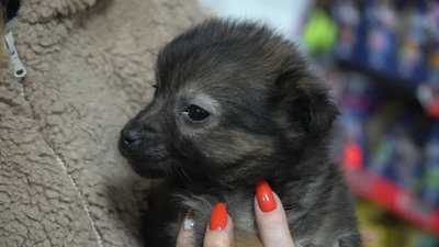 "Тварини дуже бояться, що ти їх покинеш": запоріжанка прихистила у себе понад 30 чотирилапих з прифронтових територій "Тварини дуже бояться, що ти їх покинеш": запоріжанка прихистила у себе понад 30 чотирилапих з прифронтових територій