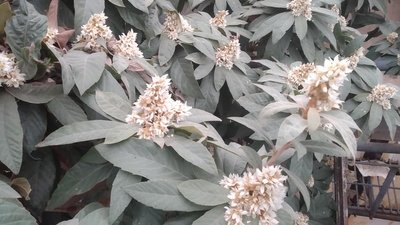 У ботанічному саду ДНУ у Дніпрі розцвіла мушмула японська У ботанічному саду ДНУ у Дніпрі розцвіла мушмула японська